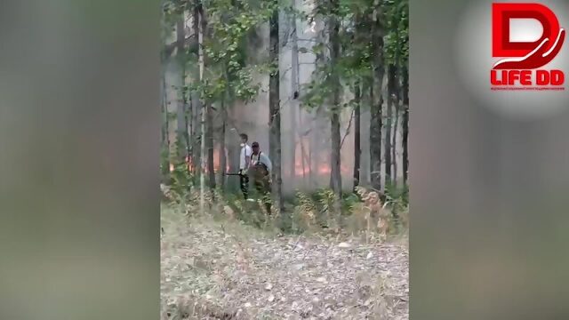 Губернатор Карелии заявил, что нет причин для паники из-за лесных пожаров, уничтожающих посёлок