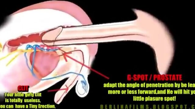 Точка G у мужчин. Как стимулируется простата при анальном сексе